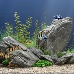 Jual : Aquarium & Design, Berbagai Jenis Ikan Hias 0857 77 8070 253