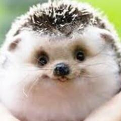 のらはりねずみ Twitter પર ソチ五輪の開会式で登場したオリンピック公式マスコットが絶望的なまでに怖い The New Classic Http T Co 30gxtbvujz Newclassic Jpさんから かわいくなさすぎるｗｗｗｗｗｗ 海外のキャラクター のかわいくなさは異常ｗｗｗｗｗｗｗ