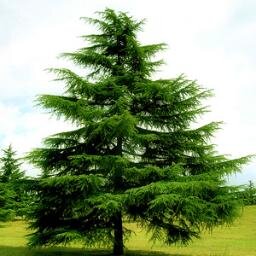 OllyIsDrunk's profile picture. Буду постить всякую штуку из своего котелка