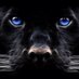 MHS WRESTLING (@wrestlemhs) Twitter profile photo
