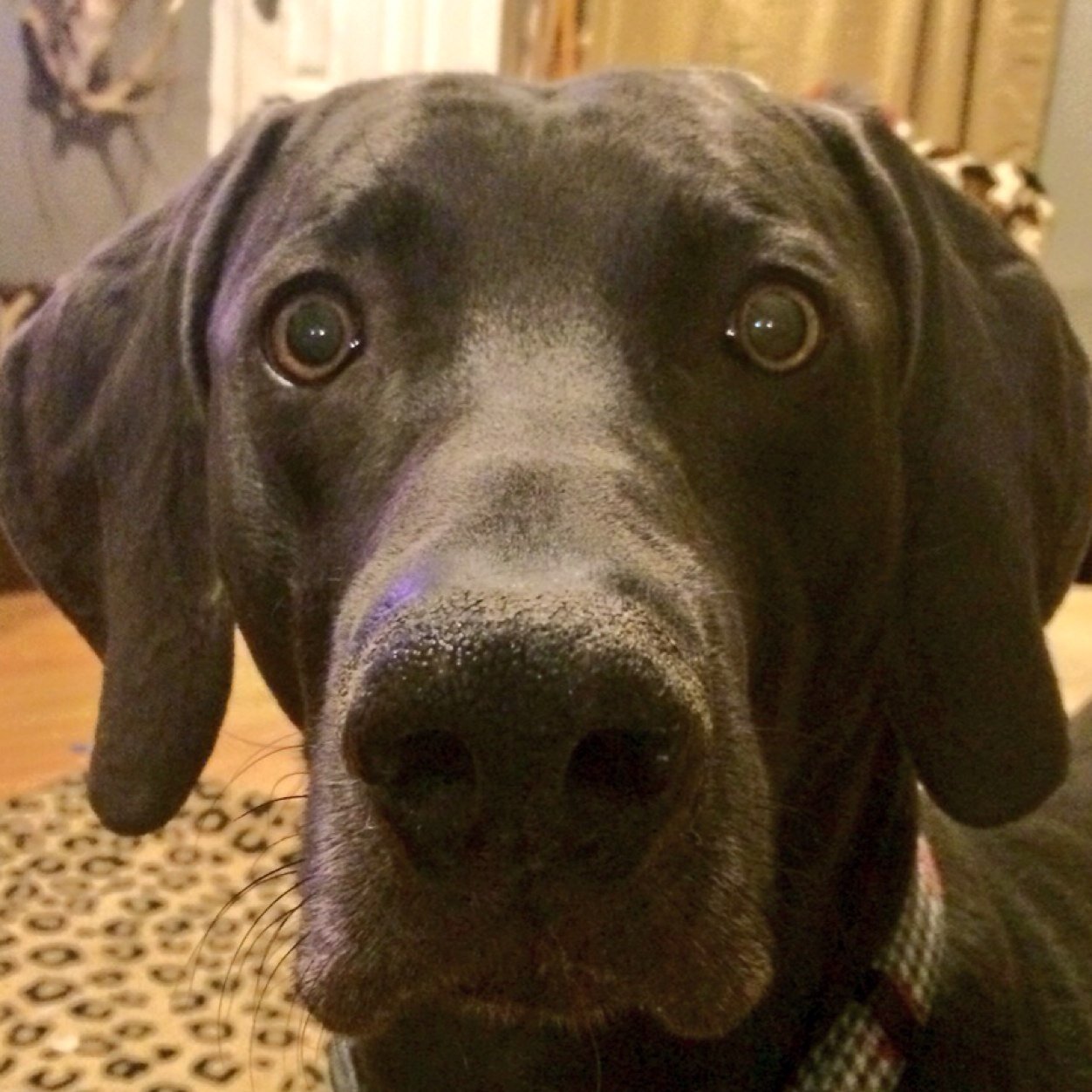 Blue Weimaraner , male... 1 1/2yr old Fur Baby to @pammyblack14.