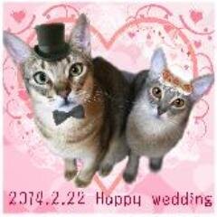 瞬火 こえださんのプロフィール画像