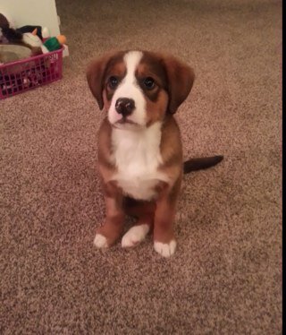 3LeggedBetty's profile picture. Three outta four ain't bad!