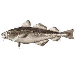 fishfush's profile picture. waxing gibbous