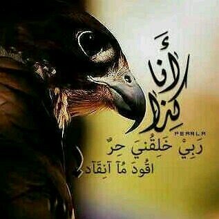 غرد كما تحب .... وتسر.... ان تجدها .... في صحيفتك ..... الخاص ممنوع