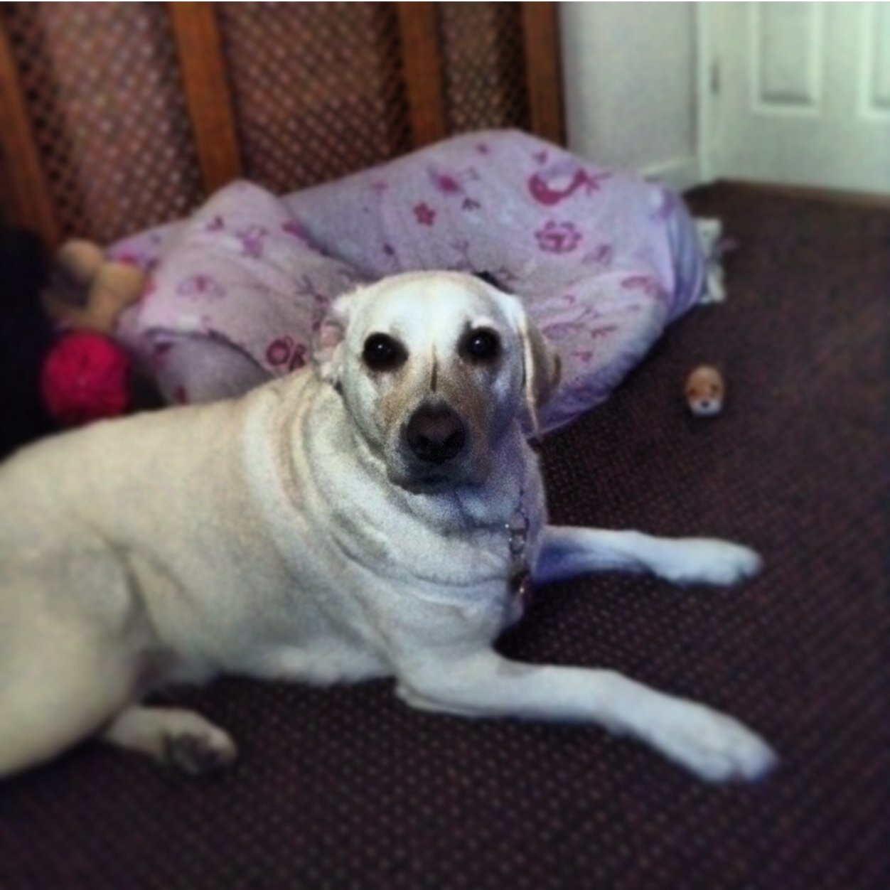 donna565's profile picture. Loves her labradors