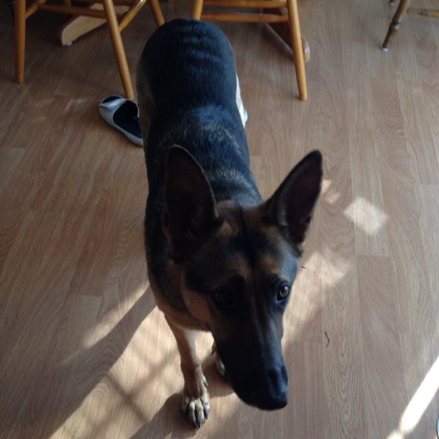 Im sam, tonys dog. Woof woof nigga