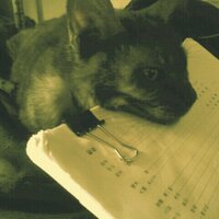ヨシマスユウジ (@massyoshimasu) 's Twitter Profile