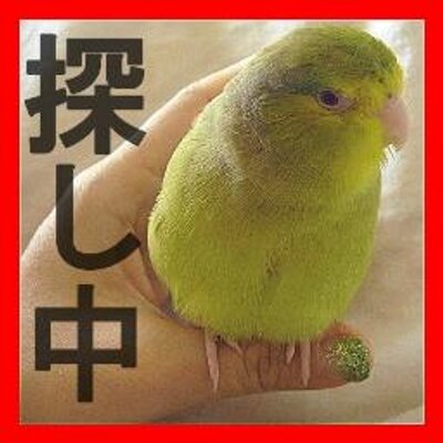 ail東京迷子黄緑マメルリハインコ@もふのプロフィール写真