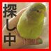 ail東京迷子マメルリハインコ黄緑@もふ部 (@aoiail) Twitter profile photo