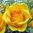 YellaRose70's profile image