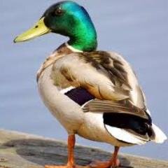 The only duck.
