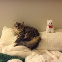 Sean (@seannorcal) 's Twitter Profile