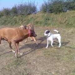 noordwijk-zee-strand-lumc-Rhodesian Ridgeback-Peter-natuur.