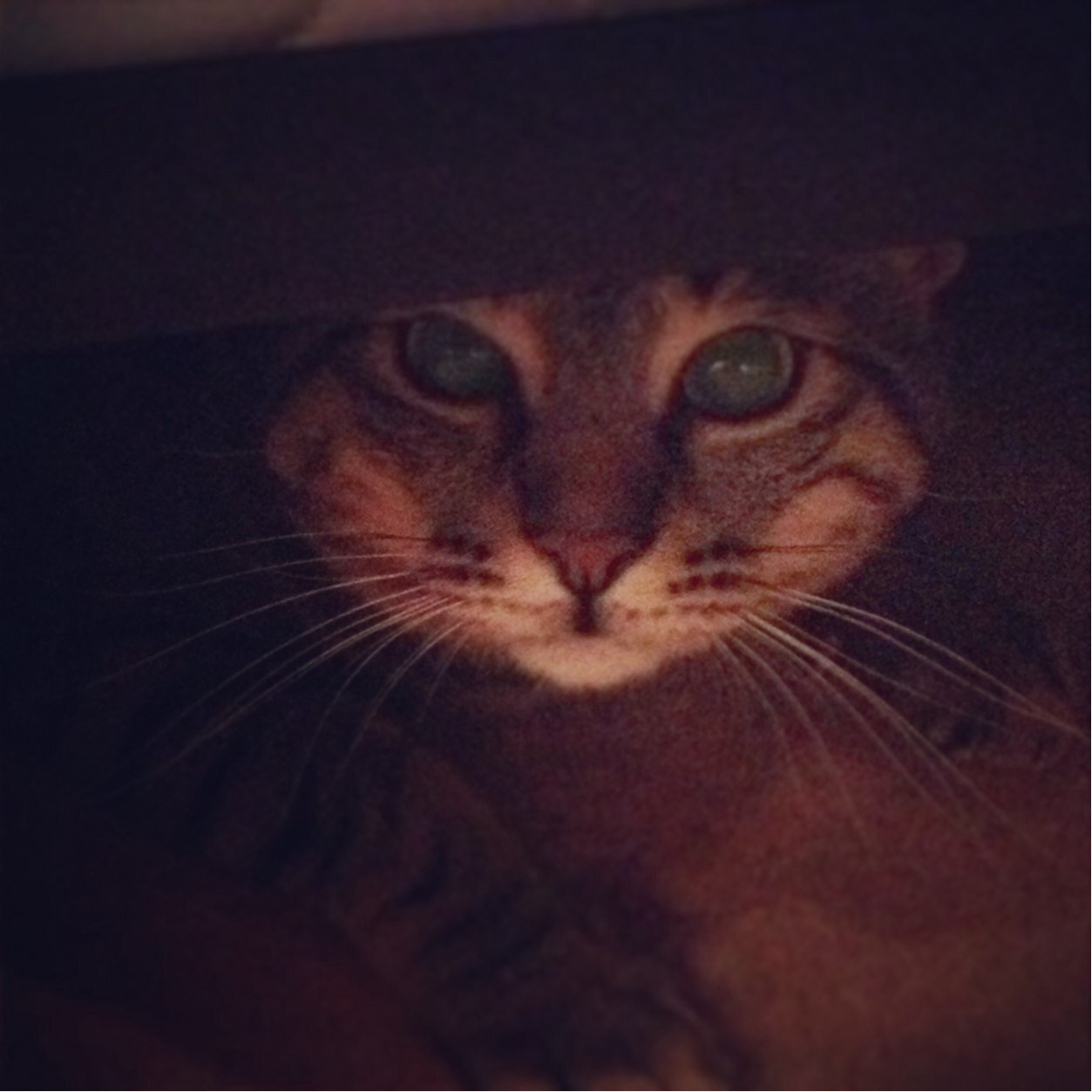 AbintJ's profile picture. 