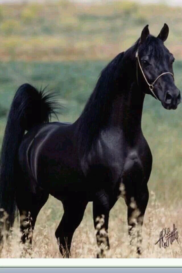 NjJutt's profile picture. 