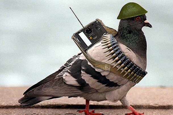 TeqBlockingbird's profile picture. Learner skater, NSO and Media Rep for @PerthRollaDerby. 
Non-Derby Tweets as @miss_meldee