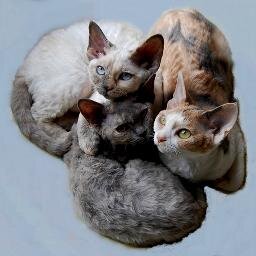 Amoureux des DEVON REX,  race féline magique, venez partager ma passion et contempler mes Bouillottes à Bisous Frisottées.