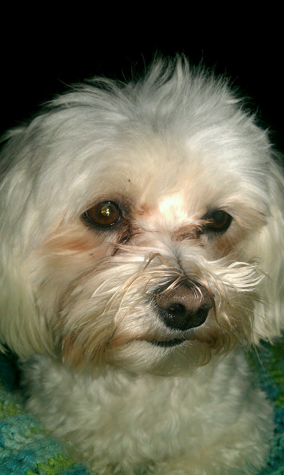 smittydog6's profile picture. Old too soon, smart too late.....