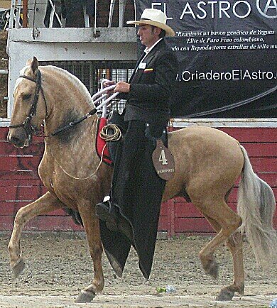 amante a los caballos,adiestrador de caballos de paso fino colombiano