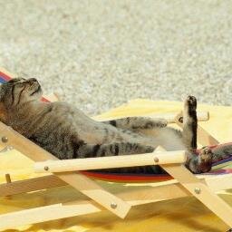Me encantan los gatos. Amo a las animales.