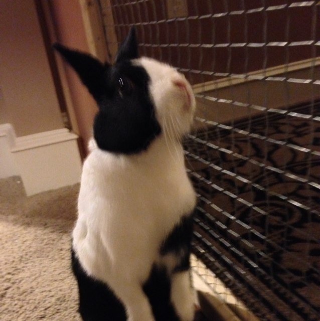 Dutchiethewonderbunn