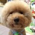 あい (@kumanokoai) Twitter profile photo