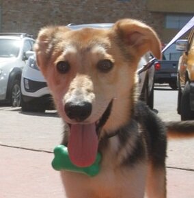 Sobrino de Dientes de Sable. Soy un cachorro juguetón que espera ser adoptado en el Ecoalbergue Municipal.