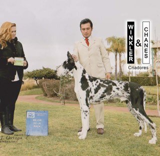 criaderowinchan's profile picture. Criadores de Gran Danes