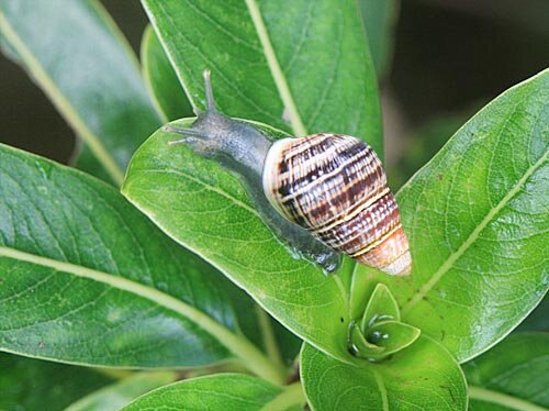 Fosnails's profile picture. O'ahu tree snails only live on one island in the world. There used to be over 40 species of them, but less than 10 are left. HELP US!!!!!!!!!!!!!!!