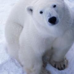 elpolaris's profile picture. 