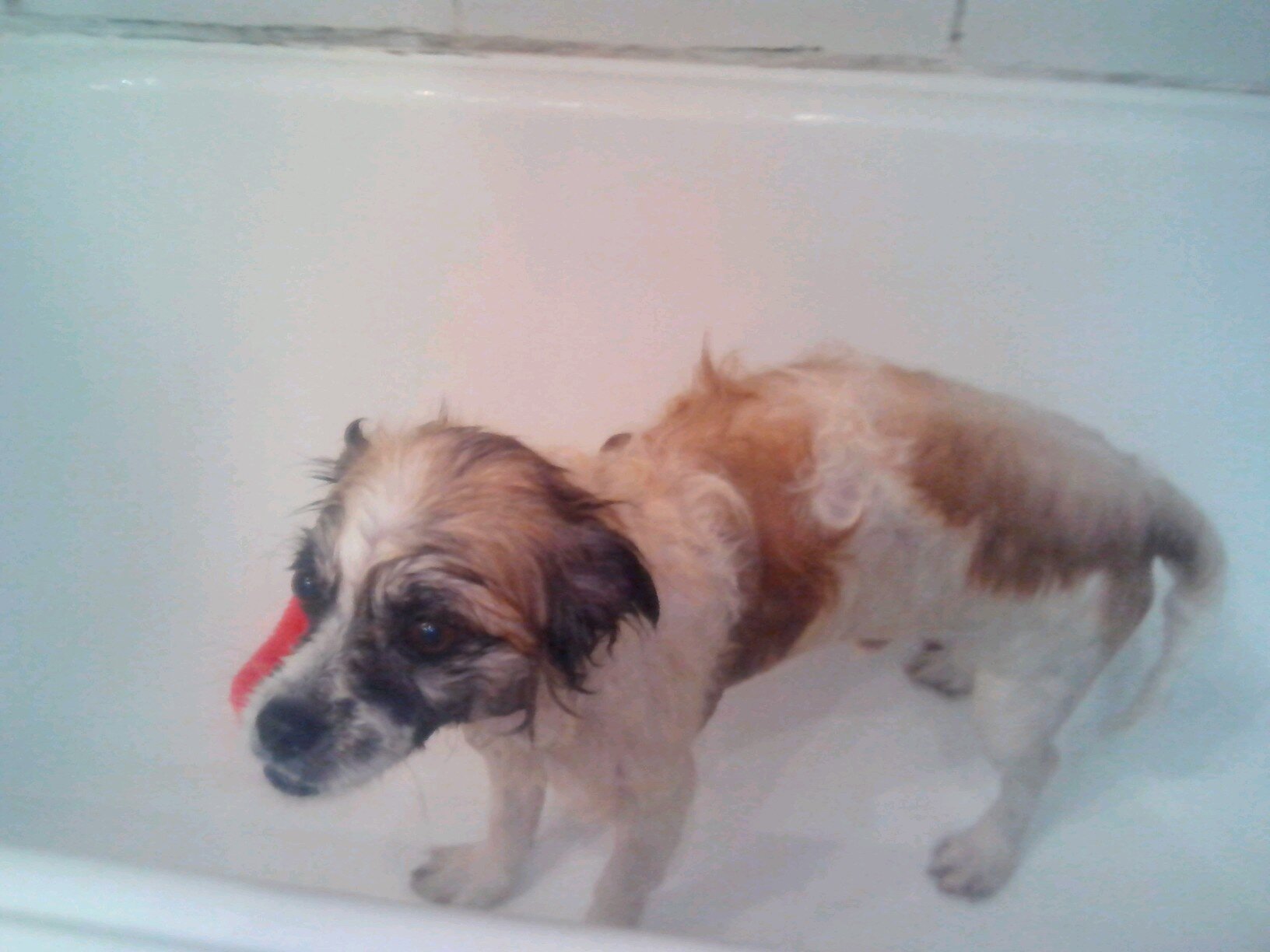 alexillueca's profile picture. 