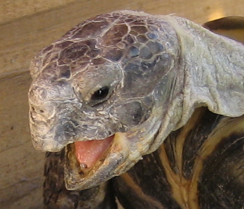 Tortoise trivia for the discriminating chelonian