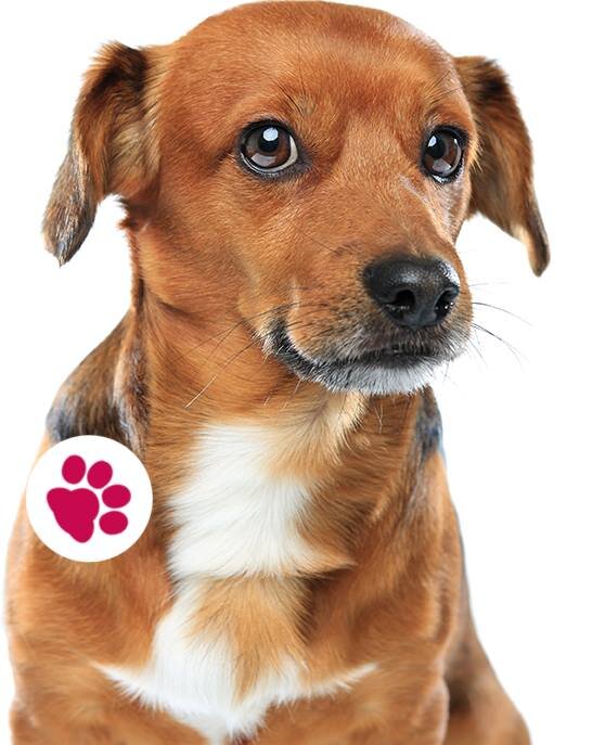 BlogDajSapu's profile picture. A blog about dogs, tennis balls, friendship. Not necessarily in that order.