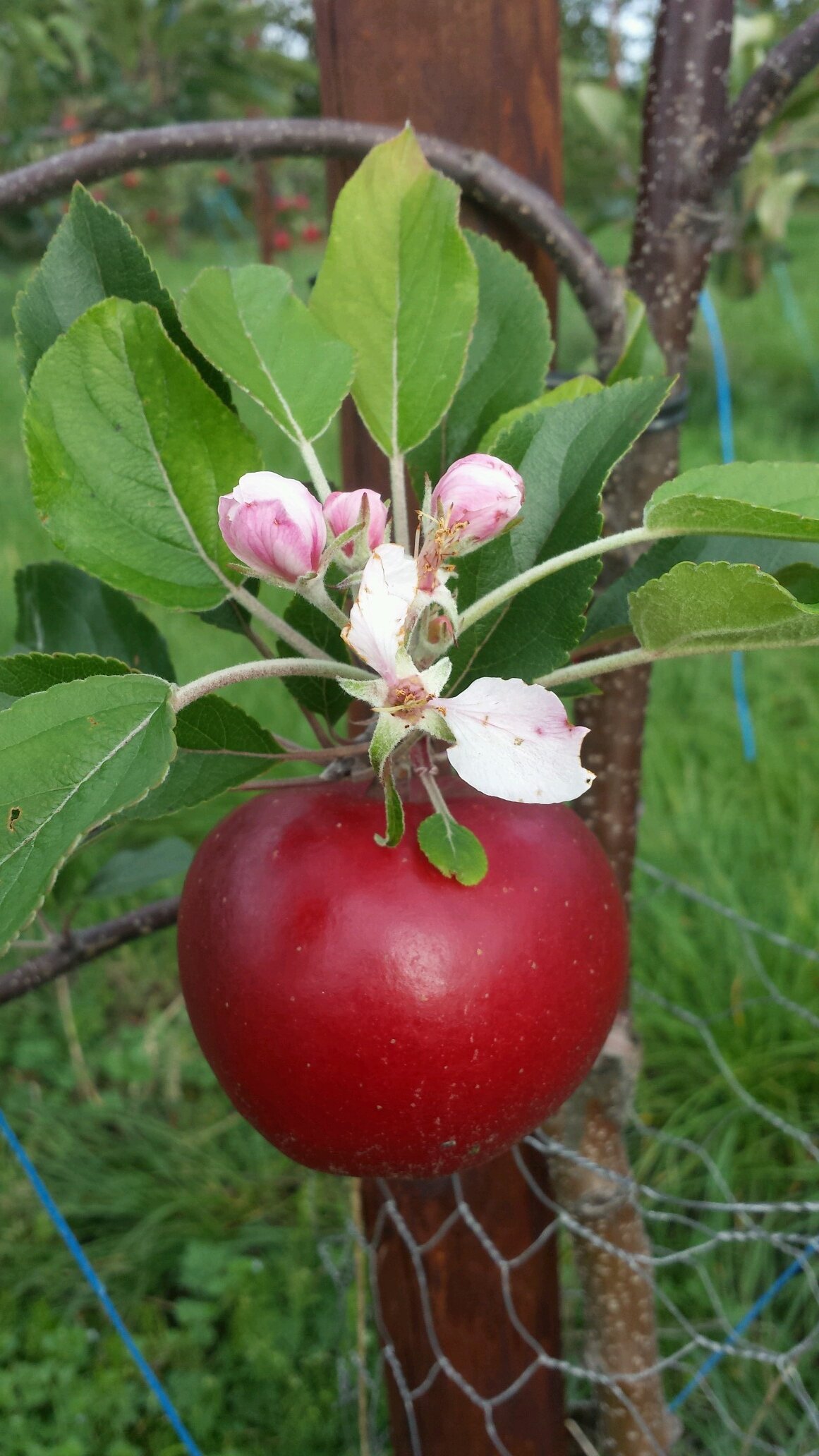 Association of Irish Apple Growers. Supporting fellow growers and engaging with apple lovers.