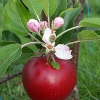 Irish Apple Group @ mastadon.ie (@irishapplegroup) 's Twitter Profile