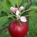 Irish Apple Group @ mastadon.ie (@irishapplegroup) Twitter profile photo
