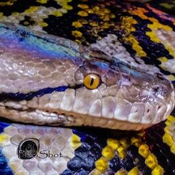 PixelShot360's profile picture. 