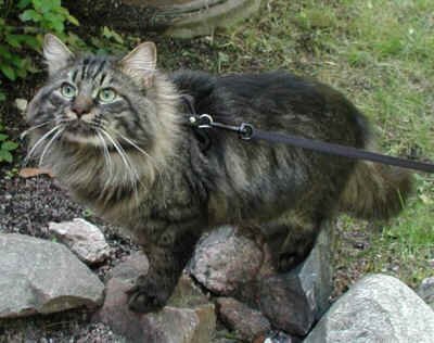 darkmonoi's profile picture. Je suis un chat et j'aime ça.