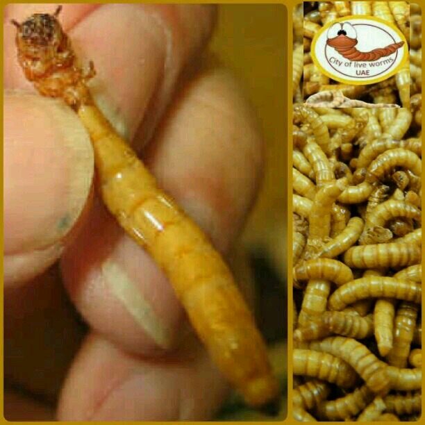 live worms-uae for sale-UAE - 
مدينة الديدان الحية - للبيع ديدان حية
لدينا أفضل النوعية من الديدان الحية انتاج محلي لها قيمة غذائية --الإمارات العربية المتحدة