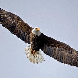 Love Eagles and all birds of prey...Fly Eagles Fly !!!   🇺🇸🦅🦅🇺🇸