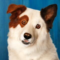 I'm Stan. Worlds first talking dog, but shhh don't tell anybody, or I will be experimented on. Anyways I'm so glad I found a family that really loves me:) {RP}