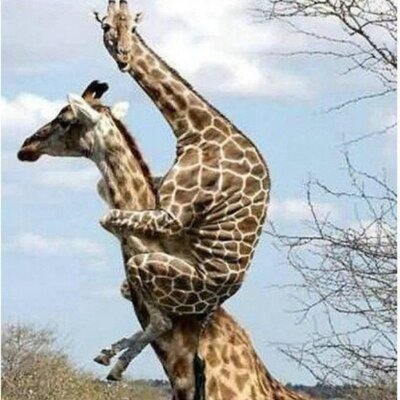 動物に恋 おもしろ動物 Animal9314 Twitter