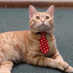 BugHerdCat's profile picture. Yes, I herd bugs. So what if I play with my food!