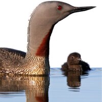 Sustainable Shetland (@sustainableshet) 's Twitter Profile