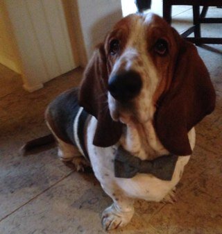 I'm Reggie (Reg), I'm 3 years old, a Libra (terrible flirt). I love my family, dentastix & licking. These are my musings on life & stuff. I might swear.
