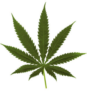 Facts, news, tips and etiquette all about our favorite plant: Marijuana