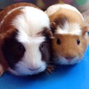 Ginger & Honey - @gingerhoney5 - Twitter