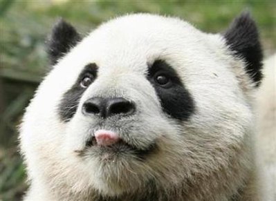 angrypandarant Profile Picture