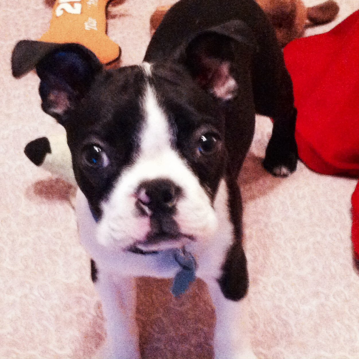 bamagirl21670's profile picture. I'm a proud Mom to an amazing 1 y/o Boston Terrier named Cody. I believe all animals have rights. I'm a Christian, a Bama fan & a proud American. RIP my Toby❤️